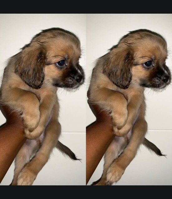 Shihpoo Puppies