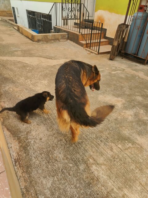 Adult Female German Shepherd
