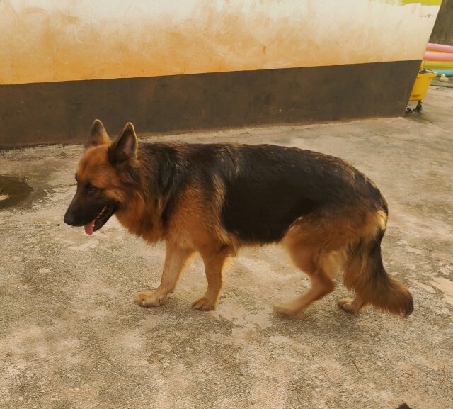 Adult Female German Shepherd Dogs Mandeville