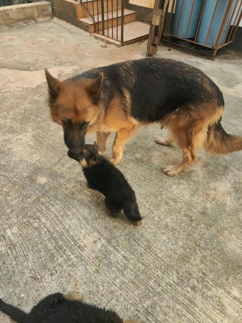 Adult Female German Shepherd
