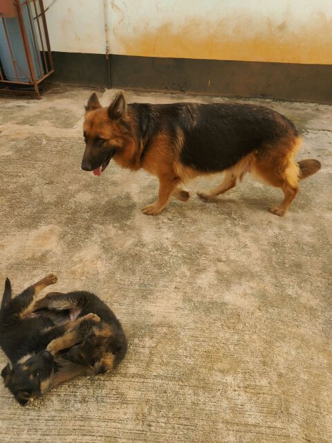 Adult Female German Shepherd