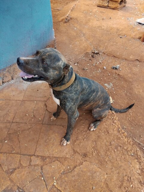 Pitbill Dogs Spanish Town