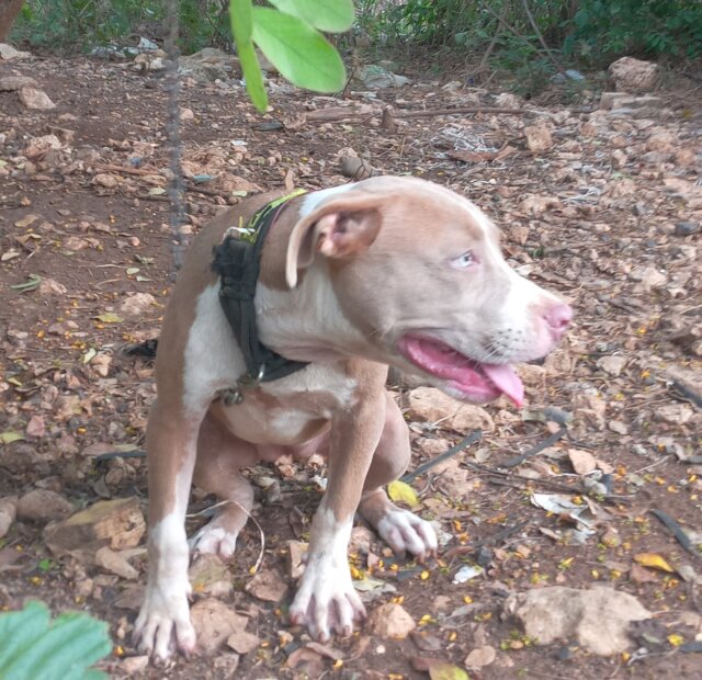 Female Bully