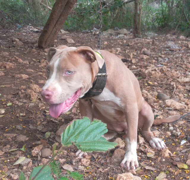 Female Bully Dogs Maypen