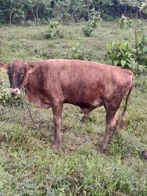 Young Bull Livestock Elderslie
