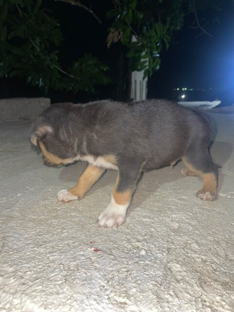 Mix Puppies