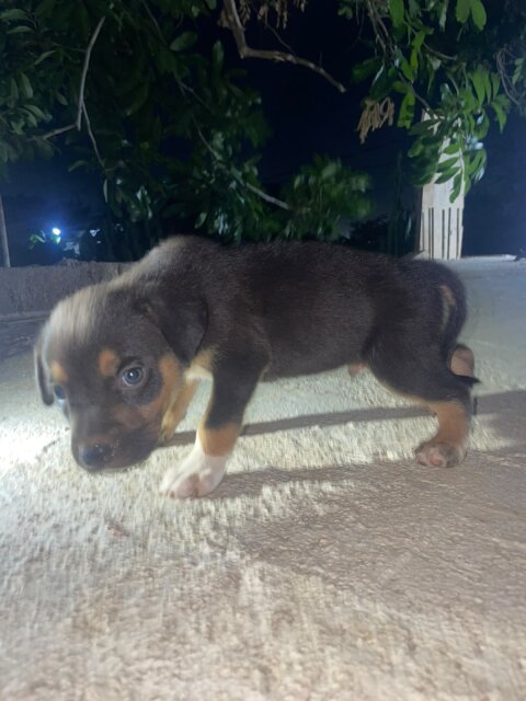 Mix Puppies