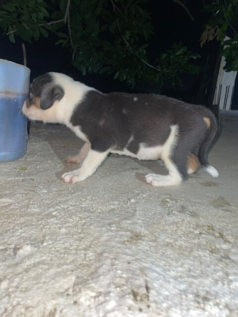 Mix Puppies