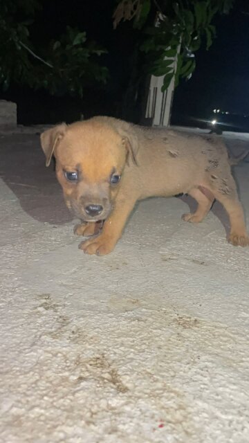 Mix Puppies