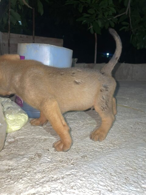Mix Puppies