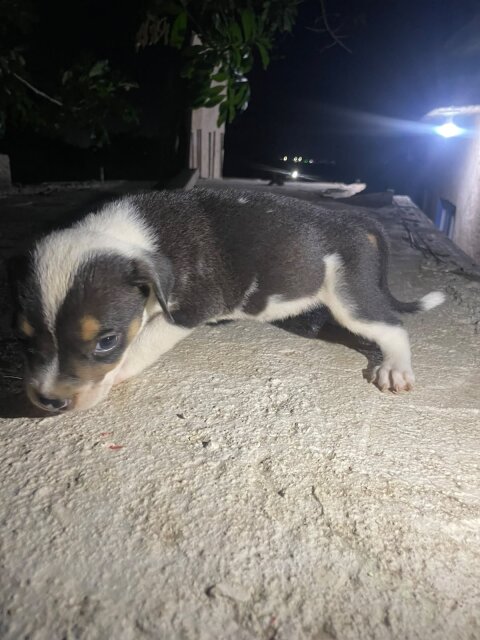 Mix Puppies