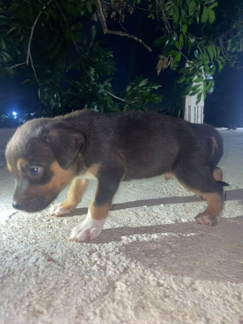 Mix Puppies