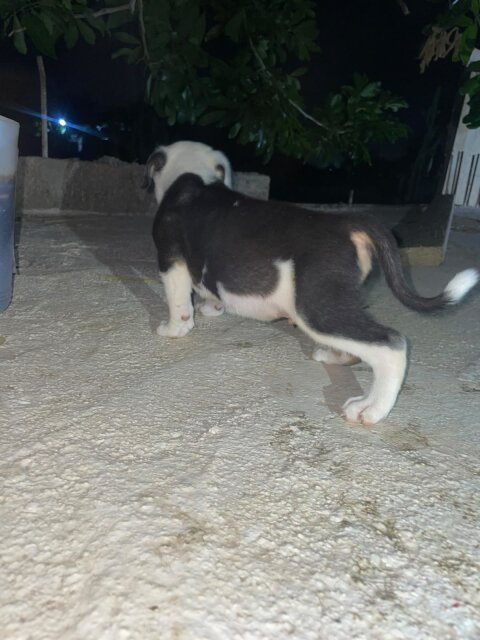 Mix Puppies