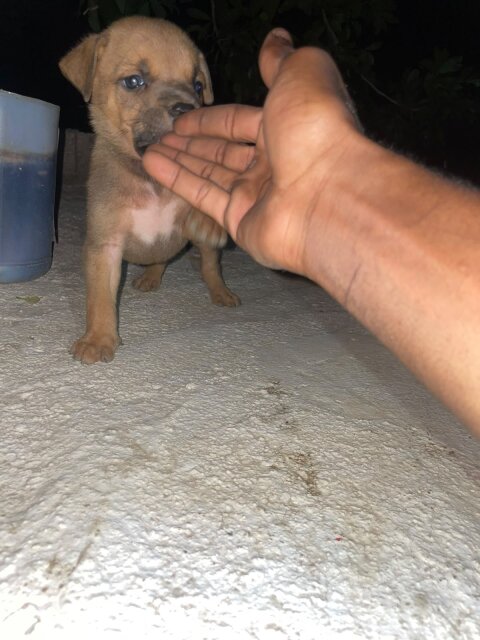 Mix Puppies Dogs Spanish Town