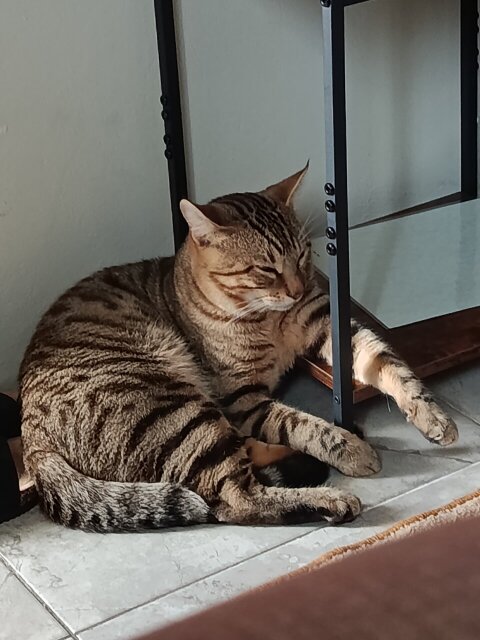Playful Male Cat For Rehoming
