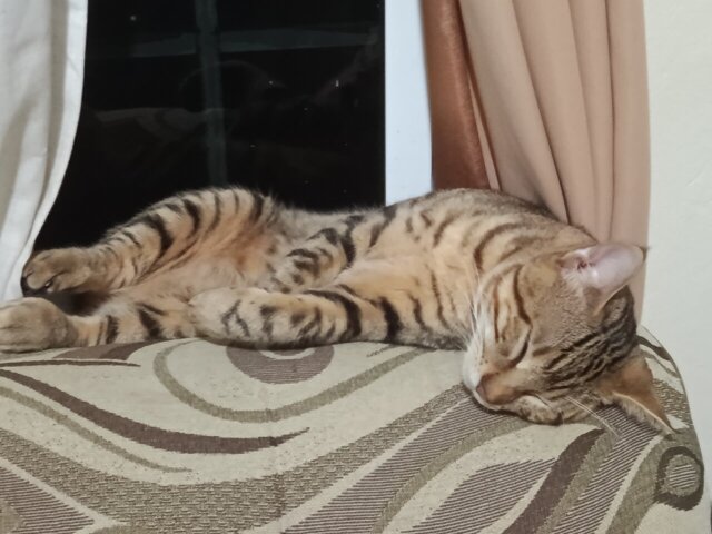 Playful Male Cat For Rehoming