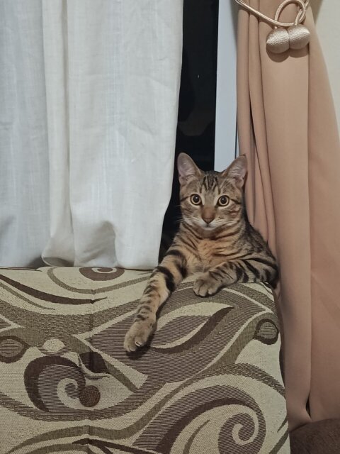 Playful Male Cat For Rehoming Cats Brunswick Ave, Spanish Town
