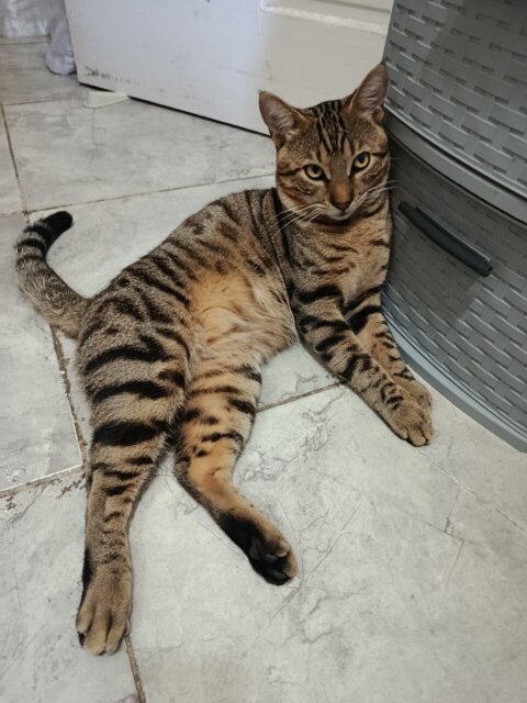 Playful Male Cat For Rehoming