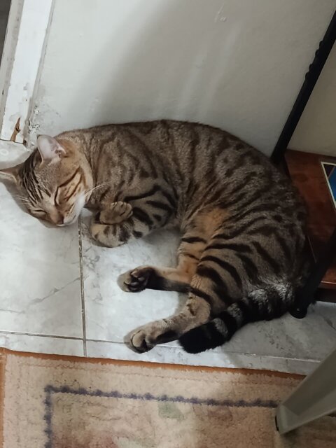 Playful Male Cat For Rehoming