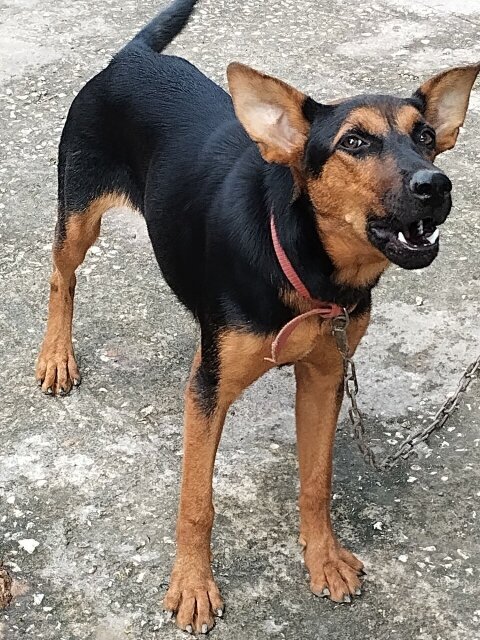 Rotti And German Mixed Dogs Lucea