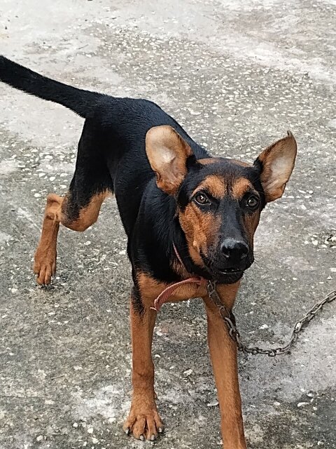 Rotti And German Mixed