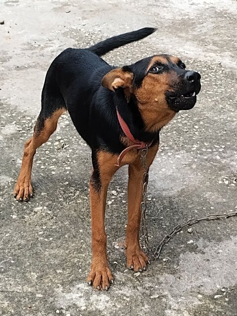 Rotti And German Mixed