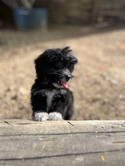 Shih Tzu Female Available Dogs Spanish Town