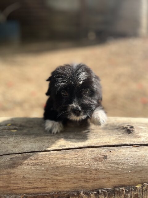 Shih Tzu Female Available