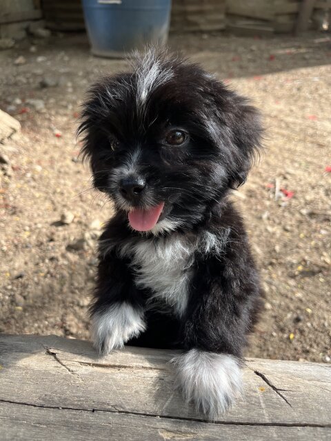 Shih Tzu Female Available