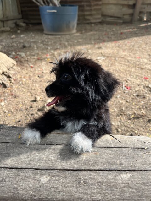 Shih Tzu Female Available