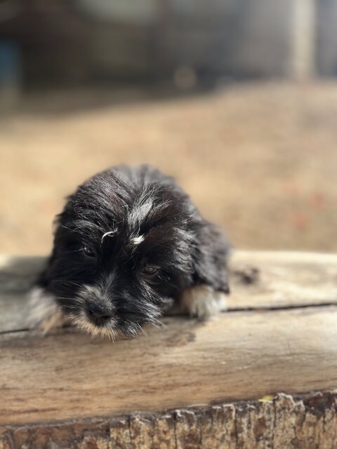 Shih Tzu Female Available