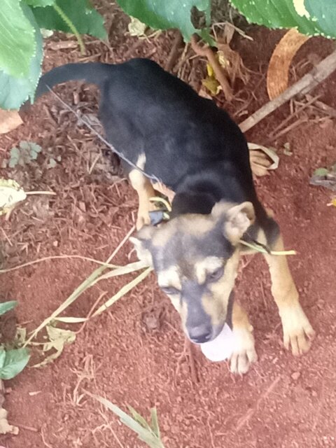 3 Months Old Doberman Pincher X Mogrel