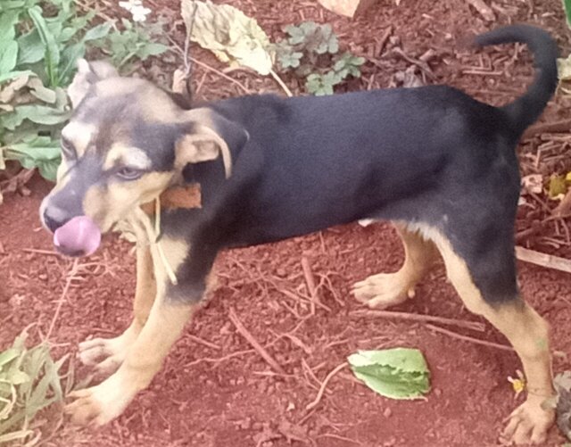 3 Months Old Doberman Pincher X Mogrel Dogs Alexandria