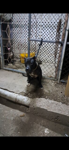 Pitbull