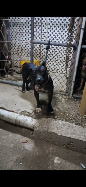 Pitbull