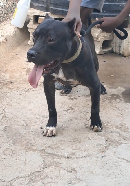 Pitbull Dogs Portmore