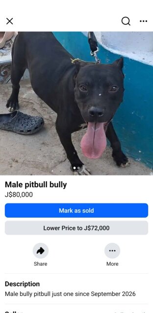 Pitbull