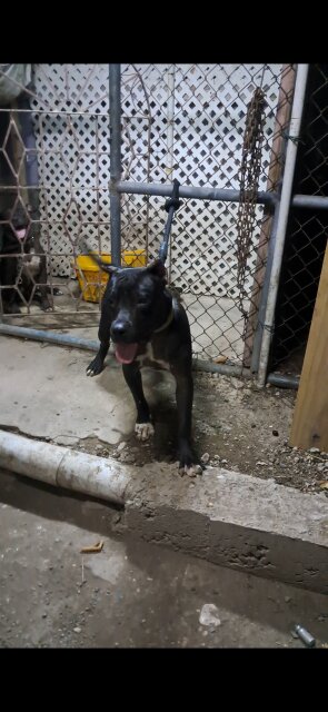 Pitbull