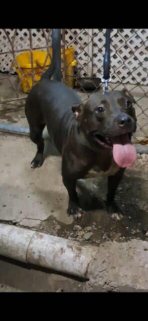 Classic Female Bully Dogs Portmore