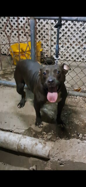 Classic Female Bully