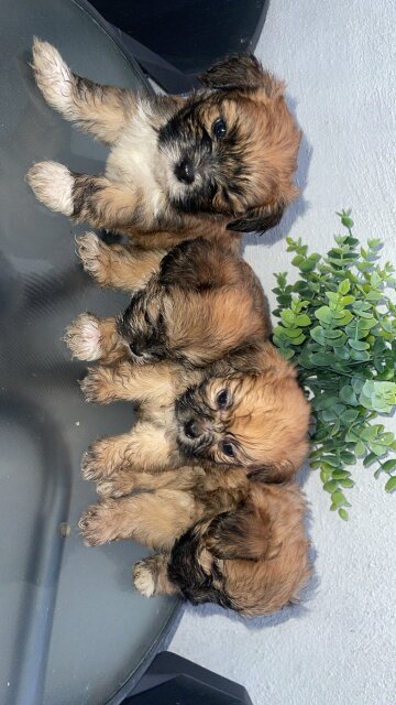 Shih /poo Dogs Kingston