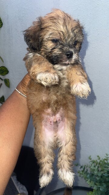 Shih /poo