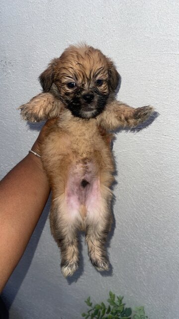 Shih /poo