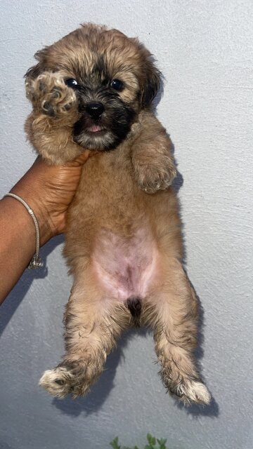 Shih /poo
