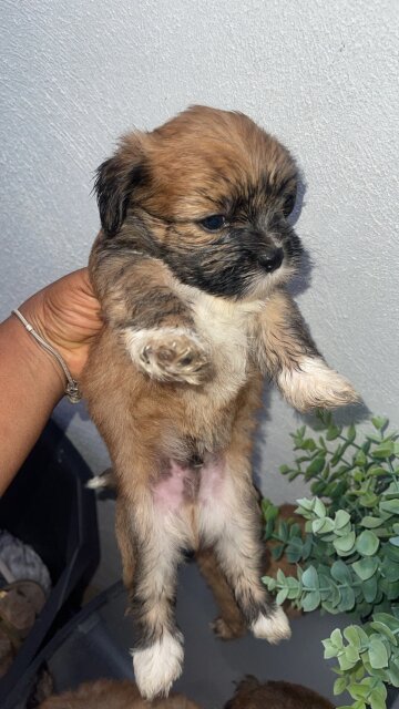 Shih /poo