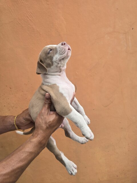 Pitbull Puppies ?