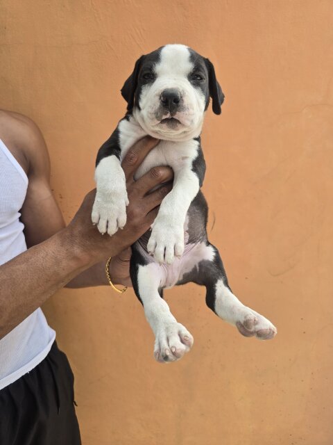 Pitbull Puppies ?