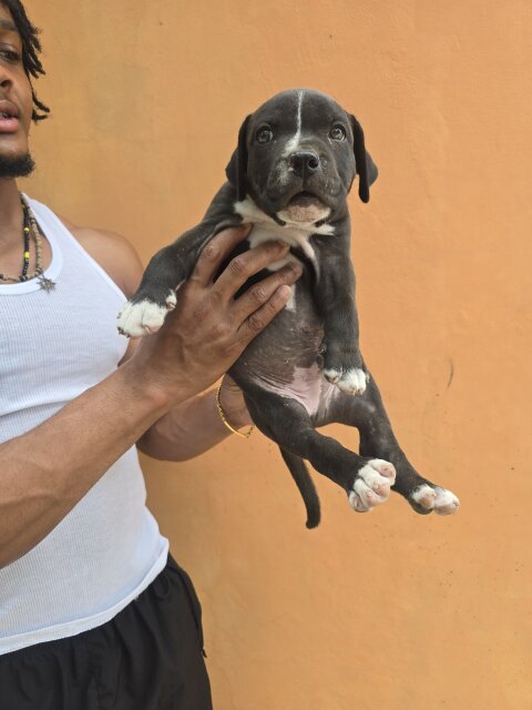 Pitbull Puppies ?