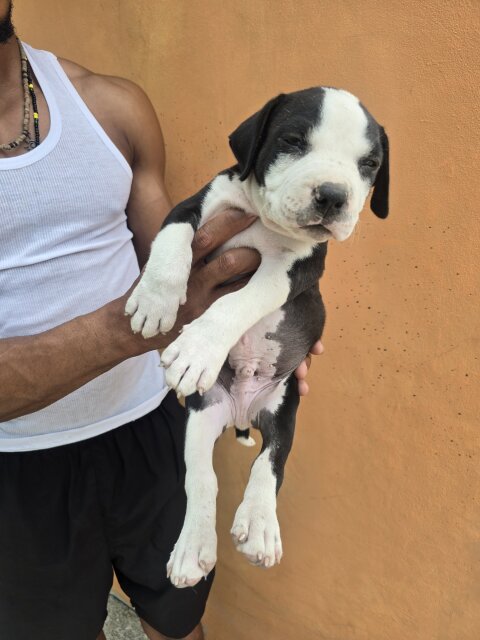 Pitbull Puppies ?