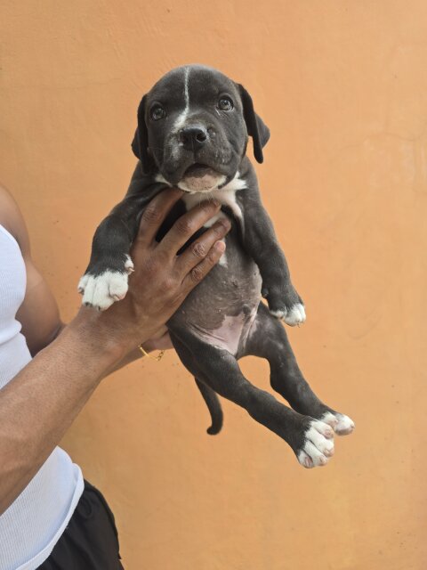 Pitbull Puppies ? Dogs Spanish Town